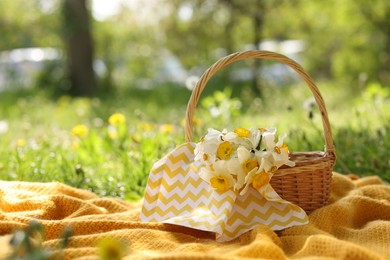 Photo of Wicker basket with daffodil flowers and blanket on green grass outdoors. Space for text