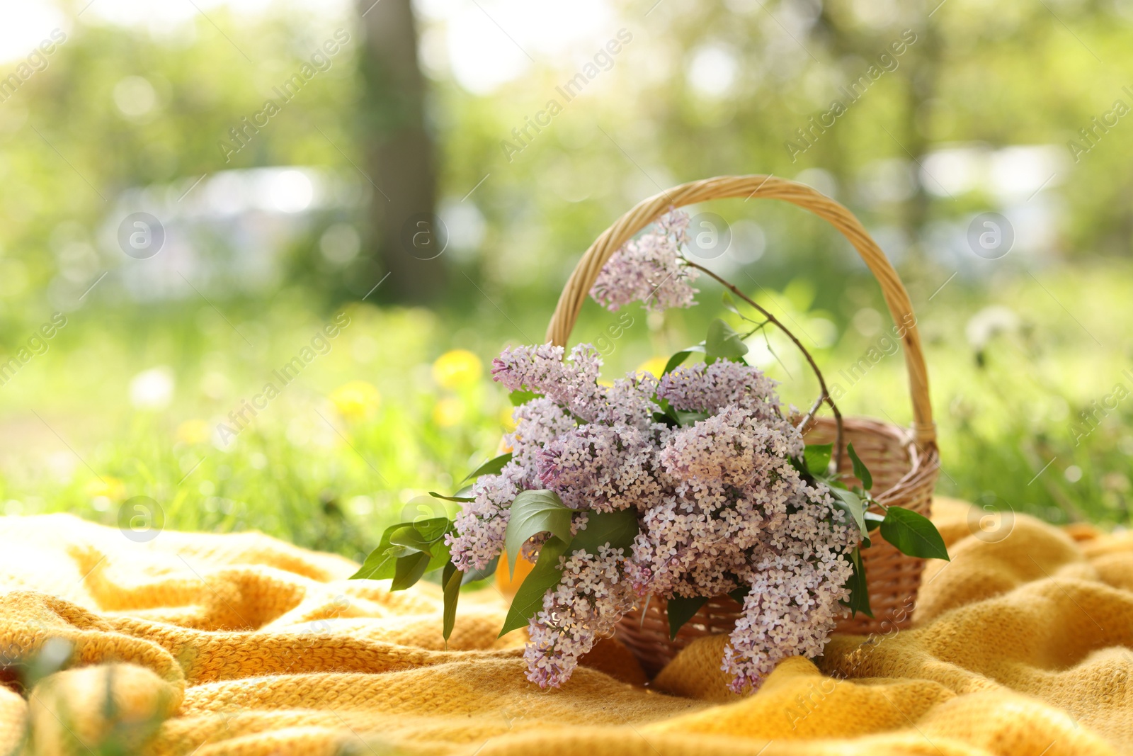 Wicker basket with lilac flowers and blanket on green grass outdoors. Space for text Photo of Wicker basket with lilac flowers and blanket on green grass outdoors. Space for text