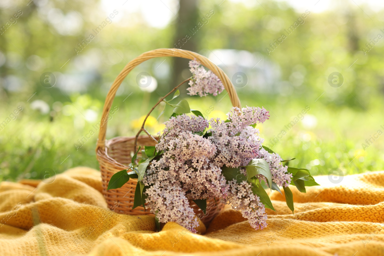 Wicker basket with lilac flowers and blanket on green grass outdoors Photo of Wicker basket with lilac flowers and blanket on green grass outdoors