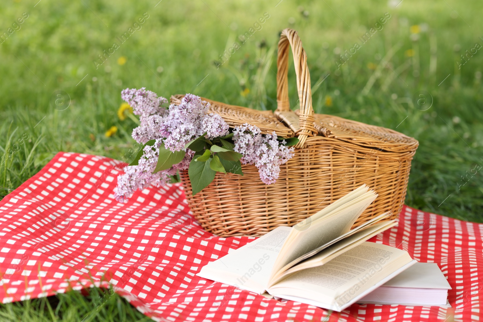 Books, blanket and wicker basket with lilac flowers on green grass outdoors Photo of Books, blanket and wicker basket with lilac flowers on green grass outdoors