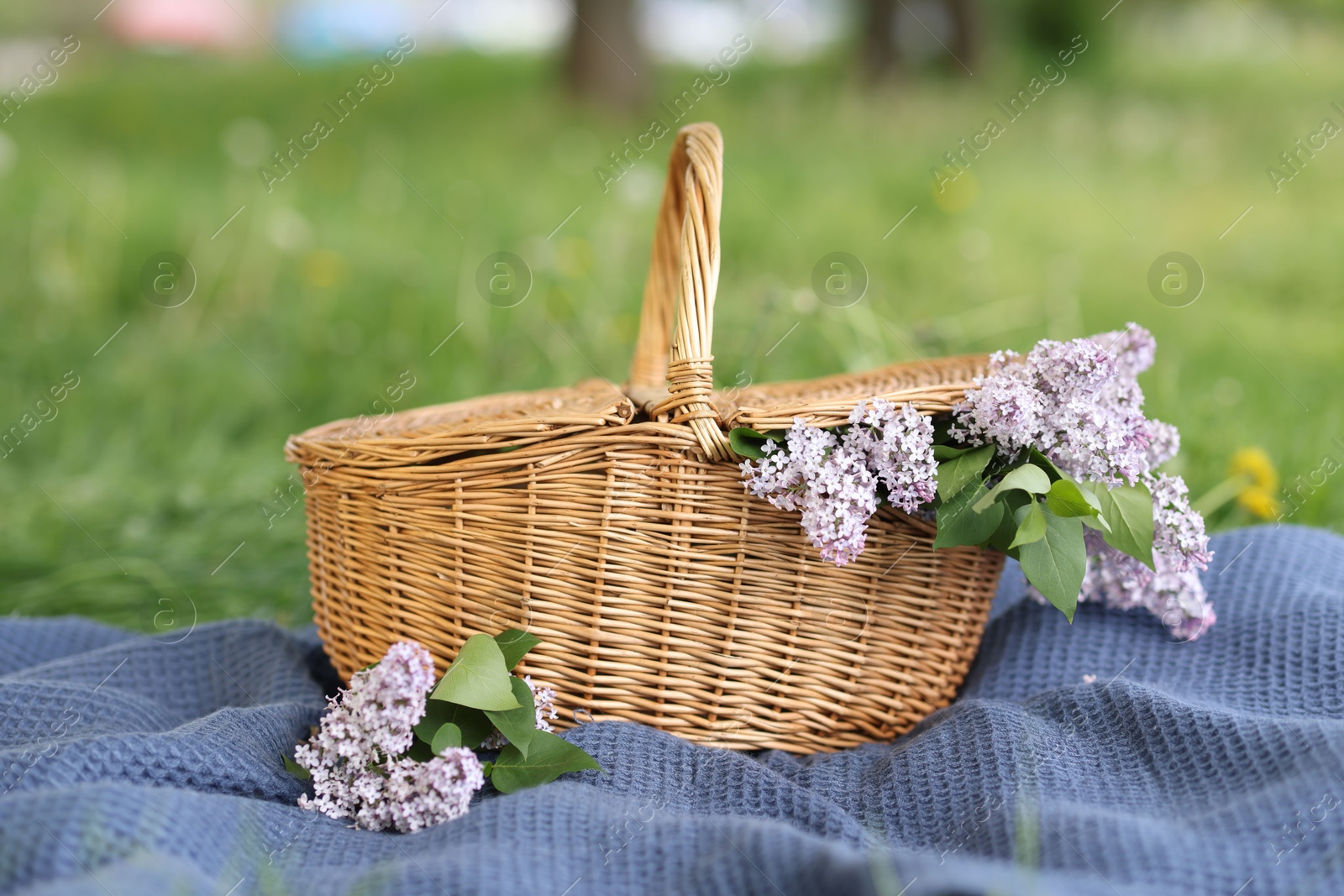 Wicker basket with lilac flowers and blanket on green grass outdoors Photo of Wicker basket with lilac flowers and blanket on green grass outdoors