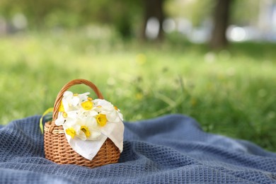 Photo of Wicker basket with daffodil flowers on blanket outdoors, space for text