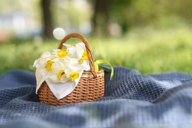 Photo of Wicker basket with daffodil flowers on blanket outdoors. Space for text