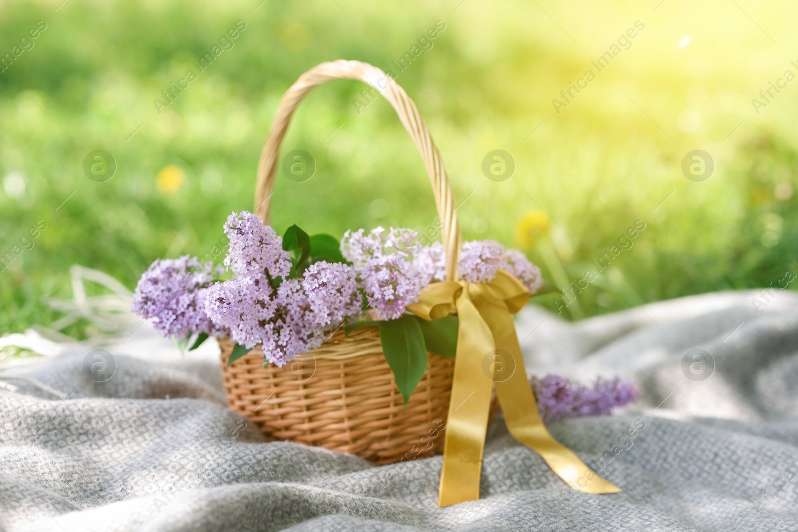 Wicker basket with lilac flowers on blanket outdoors, closeup Photo of Wicker basket with lilac flowers on blanket outdoors, closeup