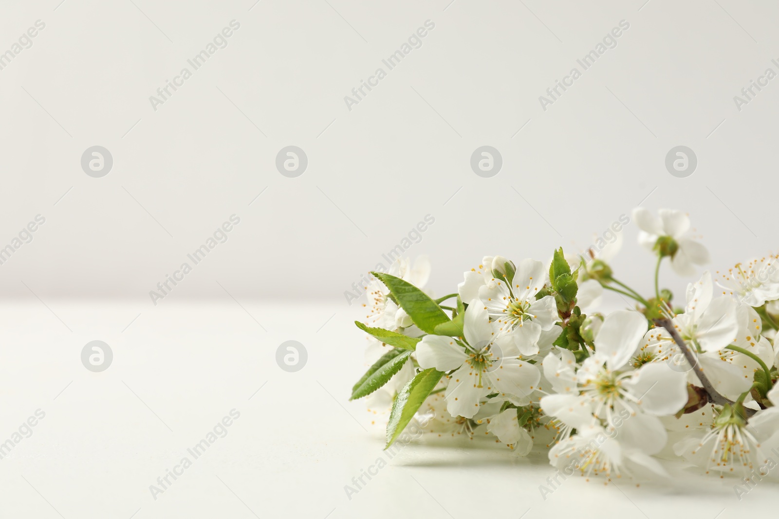 Twigs with beautiful flowers on white table, closeup. Space for design Photo of Twigs with beautiful flowers on white table, closeup. Space for design