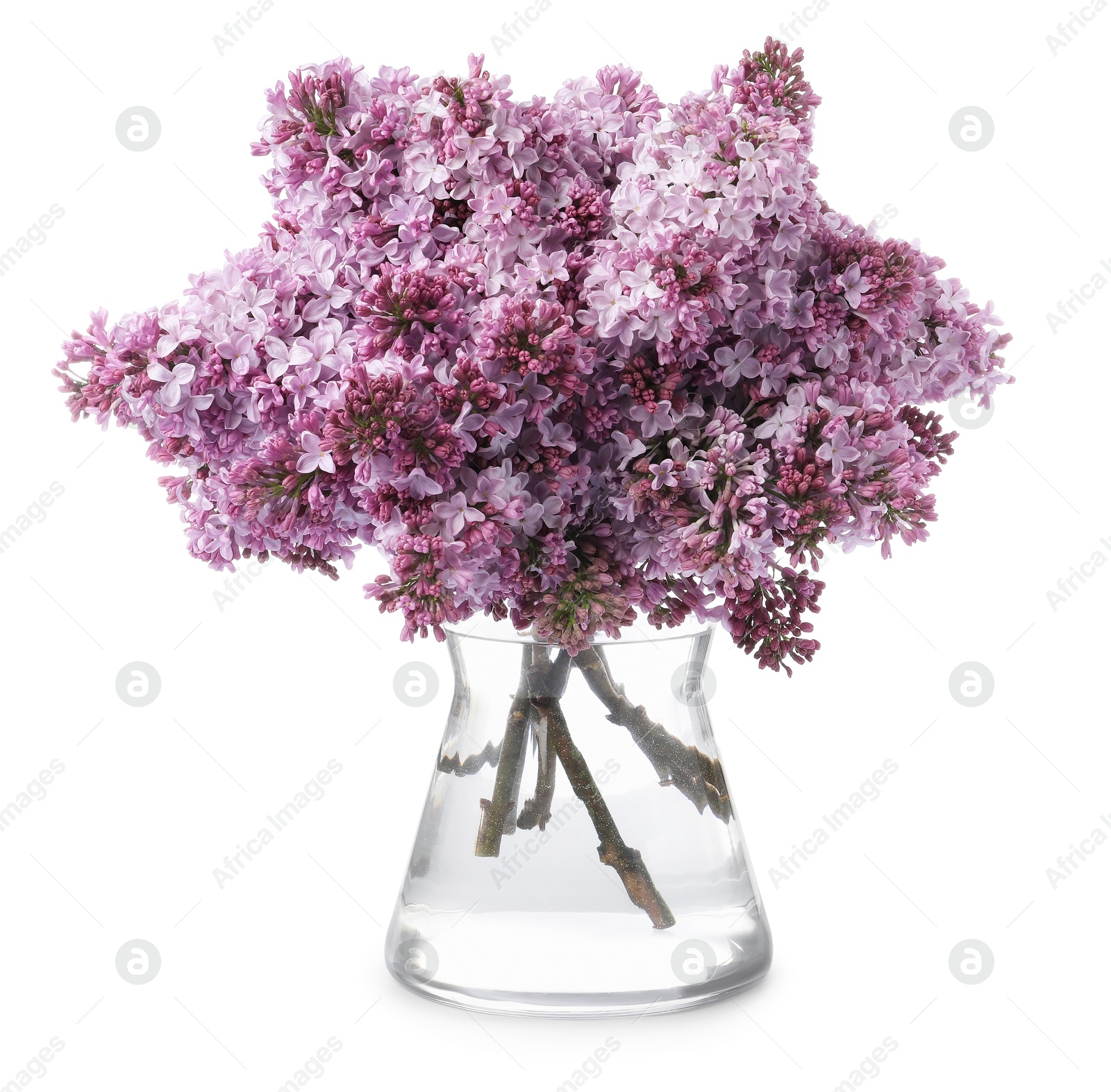 Branches with beautiful lilac flowers in vase isolated on white Photo of Branches with beautiful lilac flowers in vase isolated on white