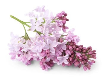Photo of Branch with beautiful lilac flowers isolated on white