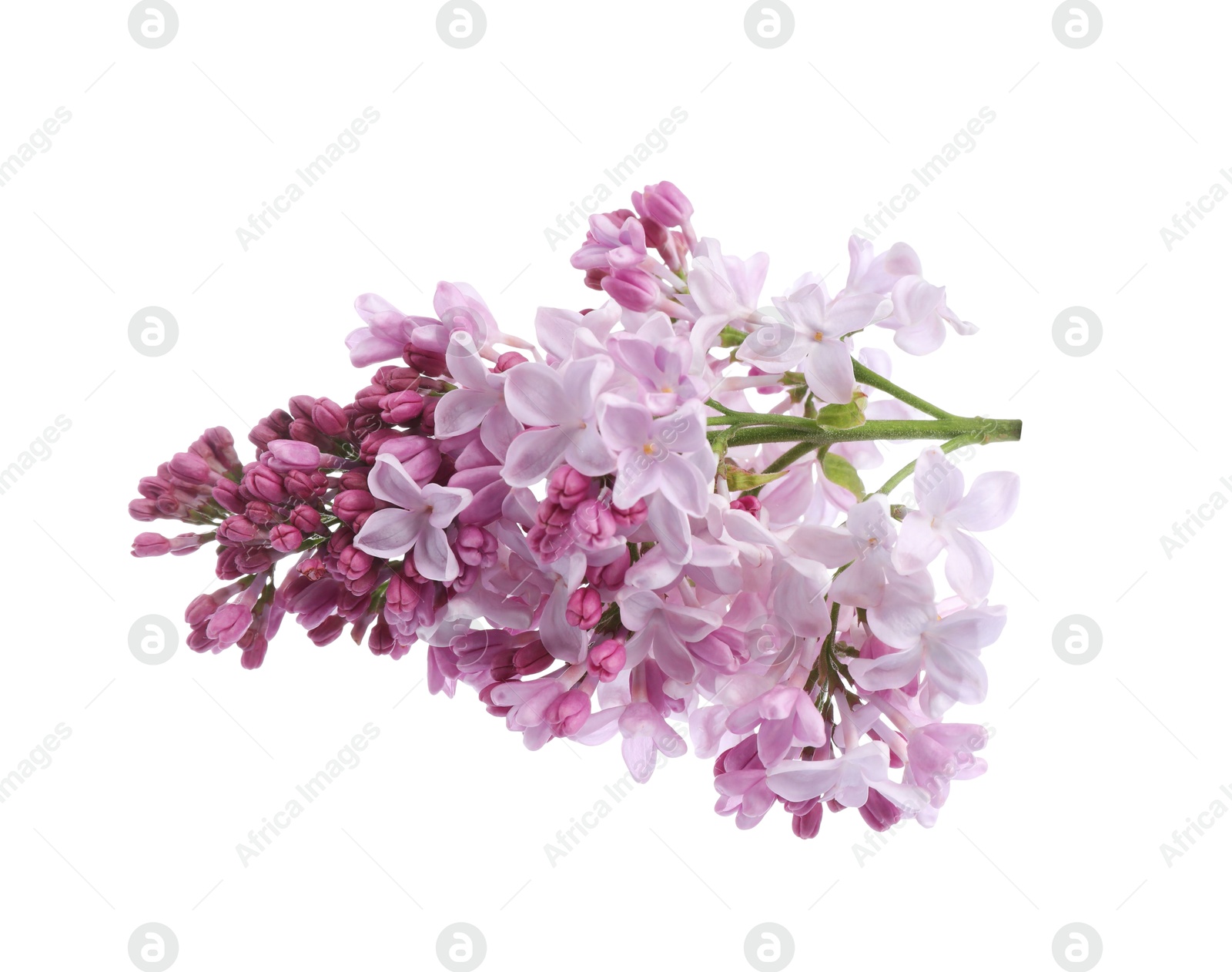 Branch with beautiful lilac flowers isolated on white Photo of Branch with beautiful lilac flowers isolated on white