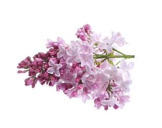 Photo of Branch with beautiful lilac flowers isolated on white