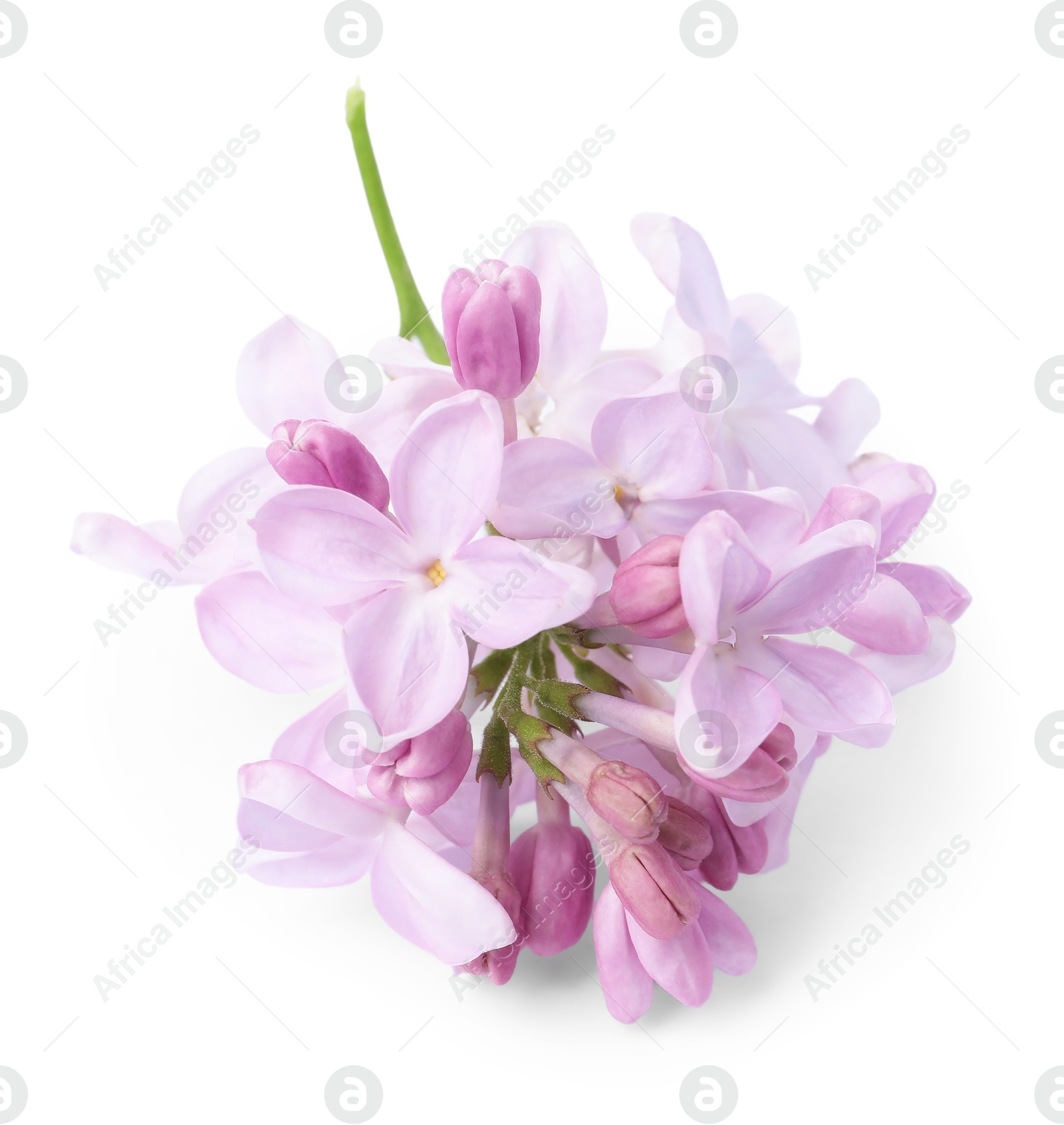 Branch with beautiful lilac flowers isolated on white Photo of Branch with beautiful lilac flowers isolated on white