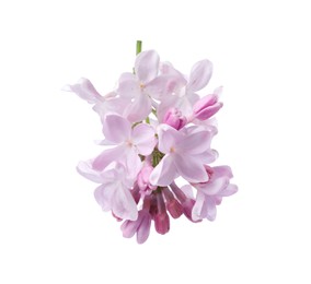 Photo of Branch with beautiful lilac flowers isolated on white