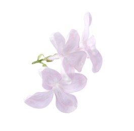 Photo of Beautiful lilac (syringa) flowers isolated on white