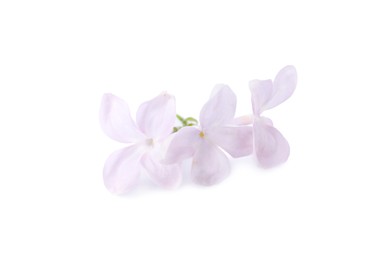 Photo of Beautiful lilac (syringa) flowers isolated on white