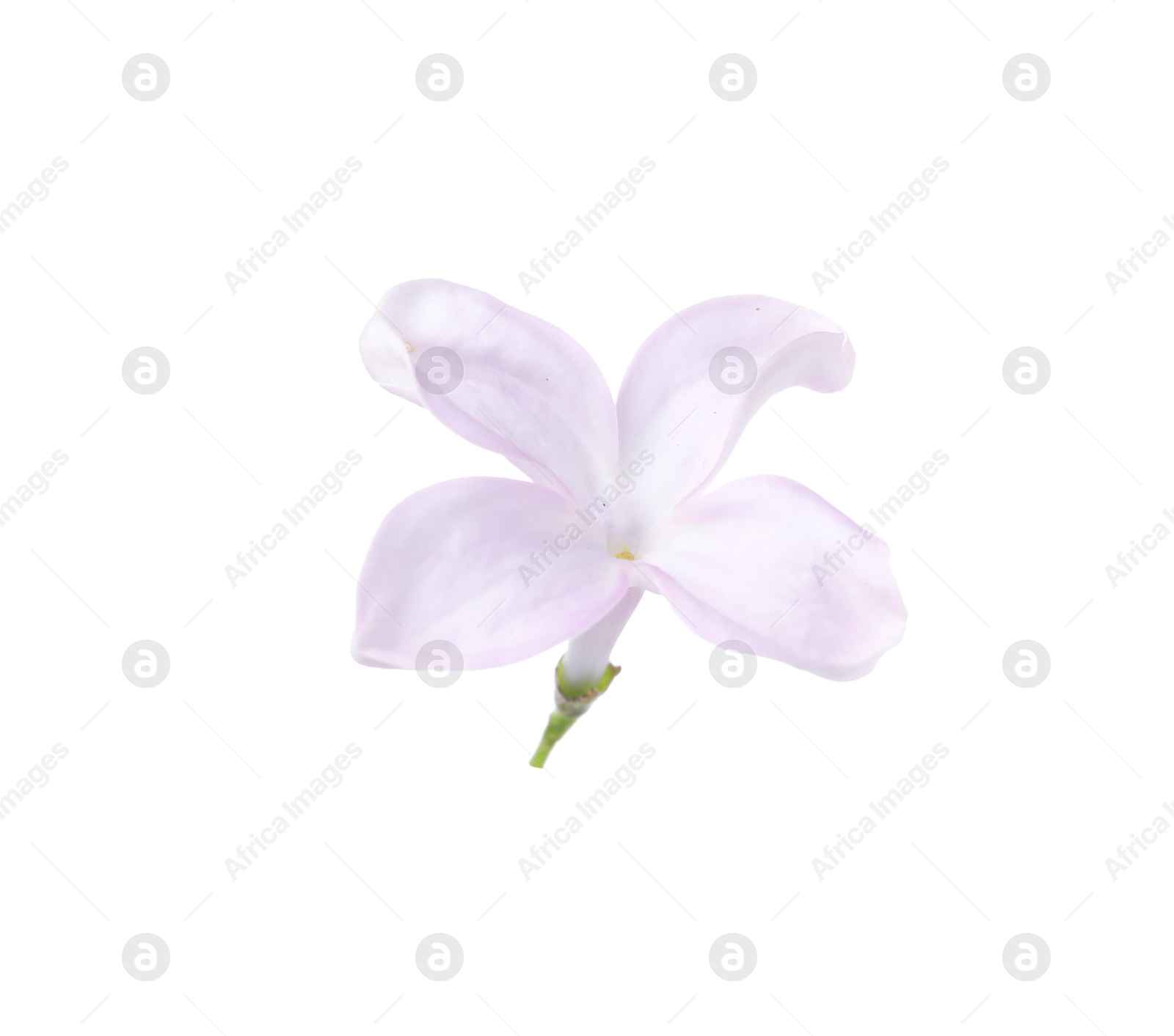 One beautiful lilac flower isolated on white Photo of One beautiful lilac flower isolated on white