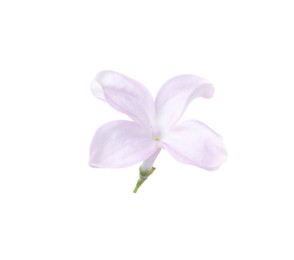 Photo of One beautiful lilac flower isolated on white