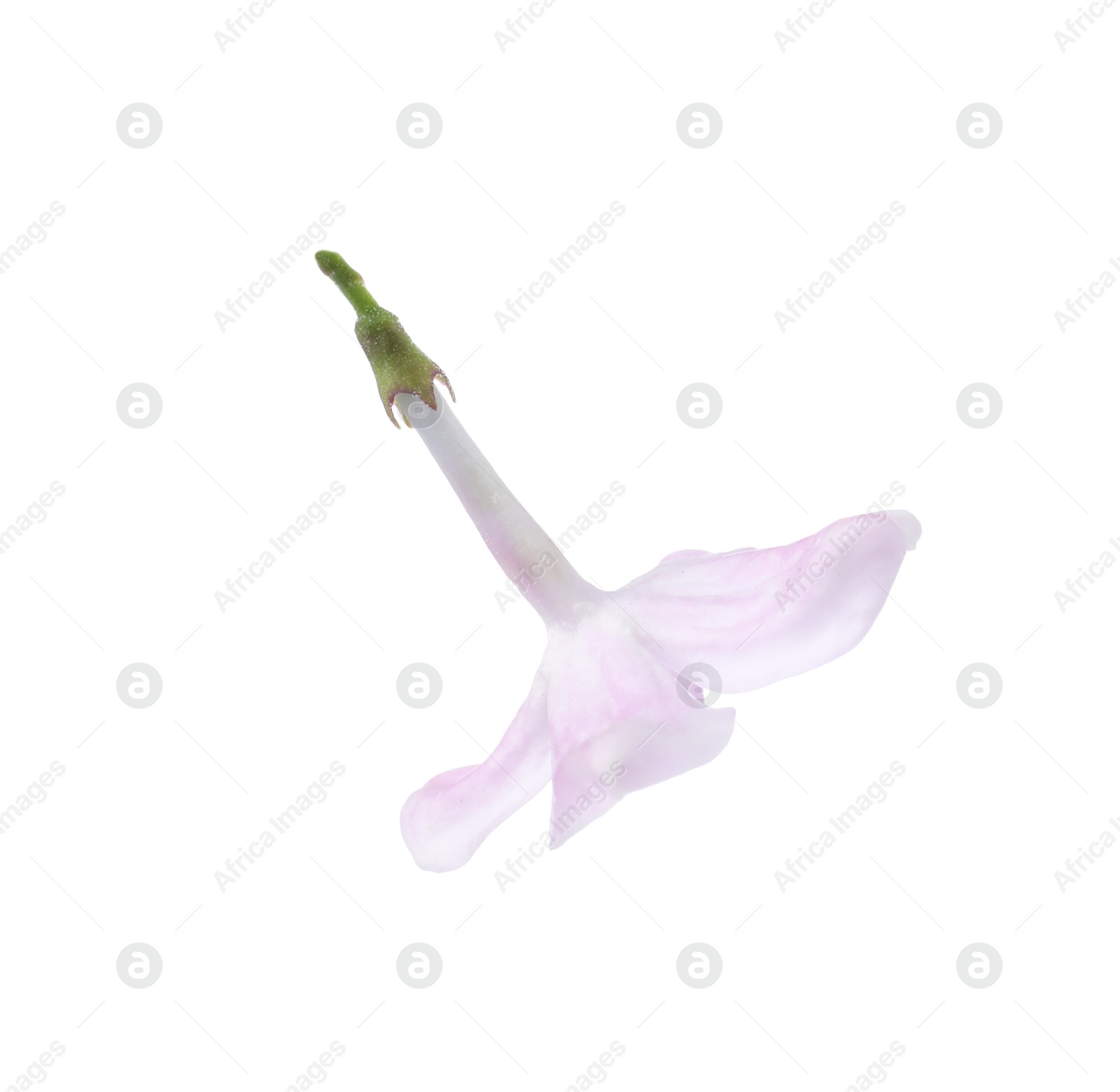 One beautiful lilac flower isolated on white Photo of One beautiful lilac flower isolated on white