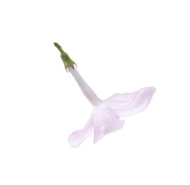 Photo of One beautiful lilac flower isolated on white
