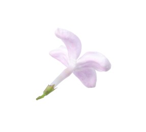 Photo of One beautiful lilac flower isolated on white