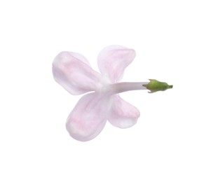 Photo of One beautiful lilac flower isolated on white