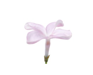 Photo of One beautiful lilac flower isolated on white