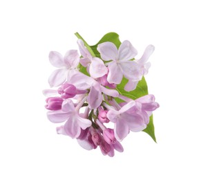 Photo of Beautiful lilac flowers and leaf isolated on white