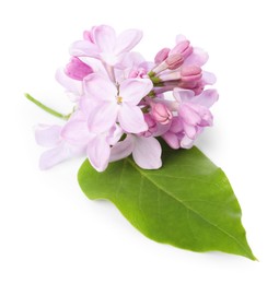 Photo of Beautiful lilac flowers and leaf isolated on white
