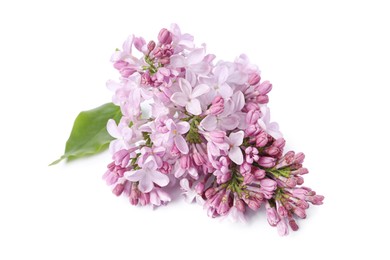 Photo of Branch with beautiful lilac flowers isolated on white