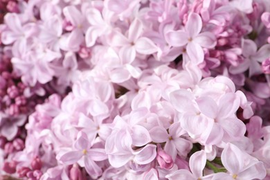 Photo of Many beautiful lilac flowers as background, closeup