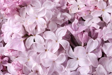 Photo of Many beautiful lilac flowers as background, closeup