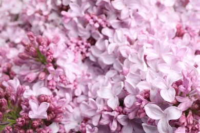 Photo of Many beautiful lilac flowers as background, closeup