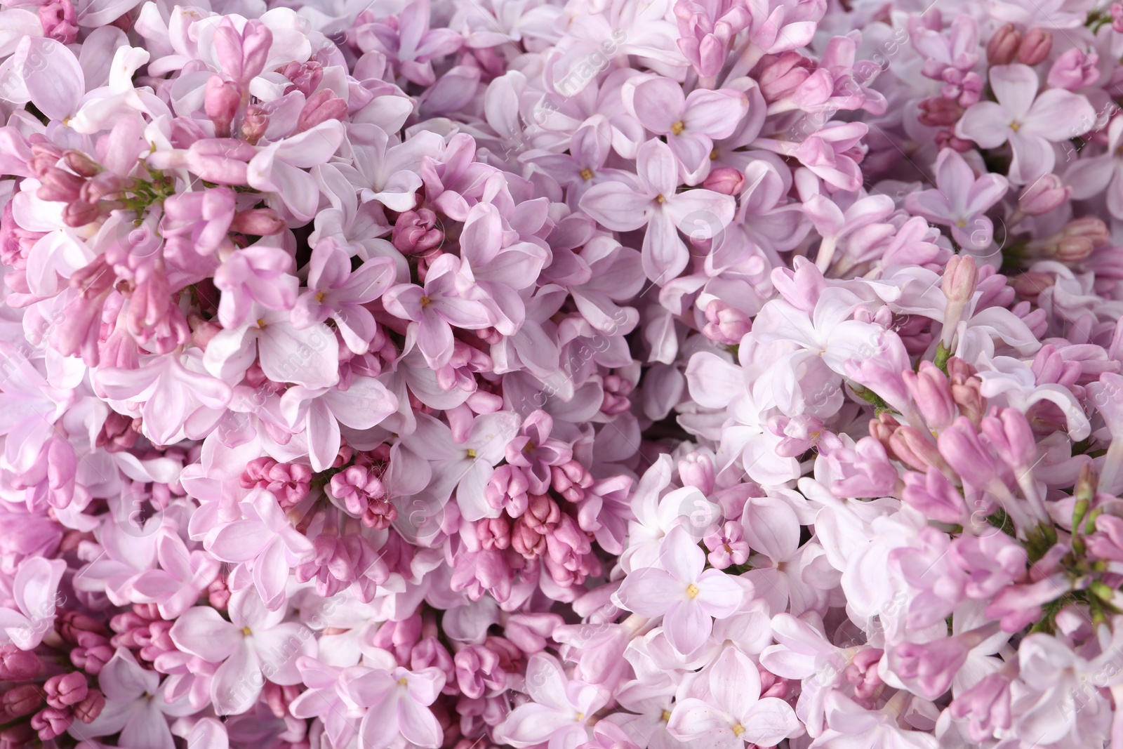 Many beautiful lilac flowers as background, above view Photo of Many beautiful lilac flowers as background, above view