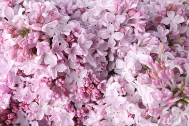 Photo of Many beautiful lilac flowers as background, above view