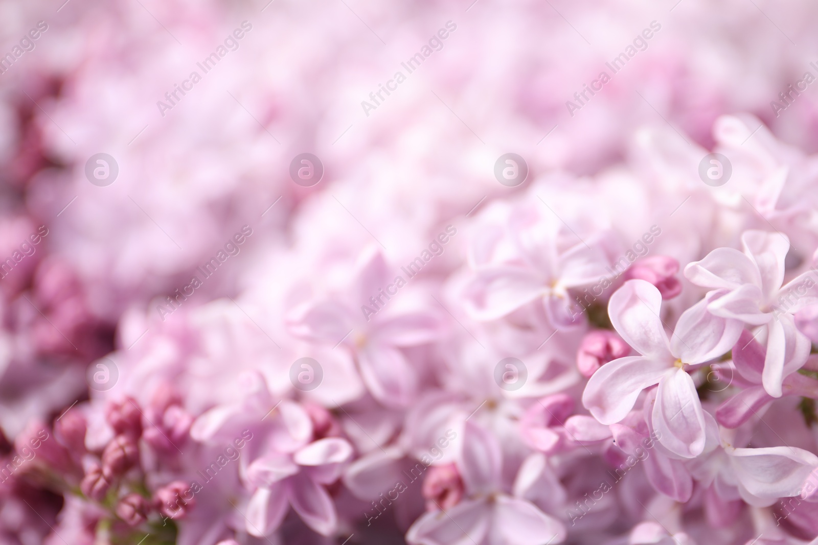 Many beautiful lilac flowers as background, closeup Photo of Many beautiful lilac flowers as background, closeup