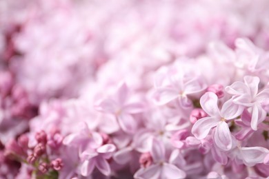 Photo of Many beautiful lilac flowers as background, closeup