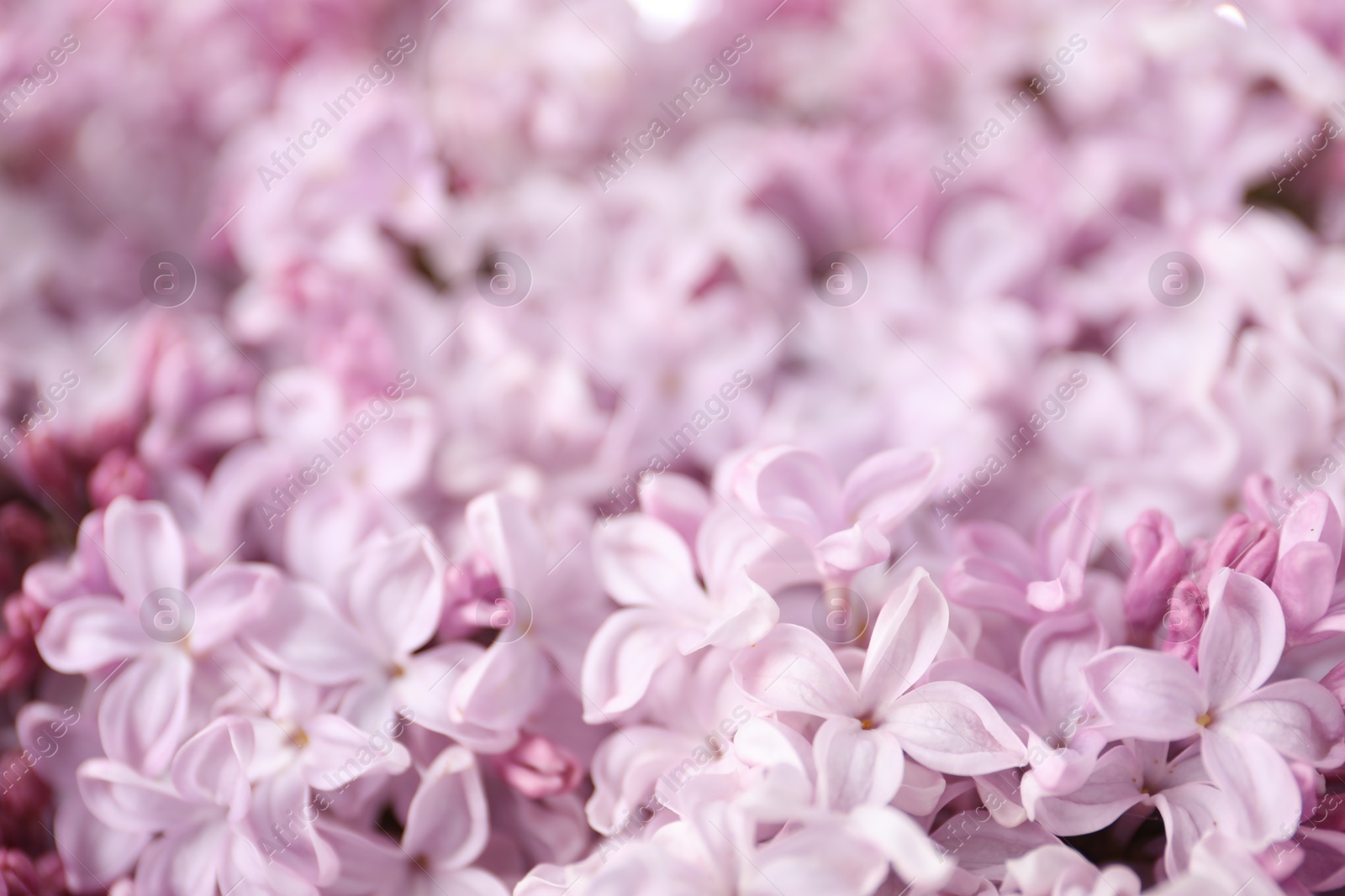 Many beautiful lilac flowers as background, closeup Photo of Many beautiful lilac flowers as background, closeup