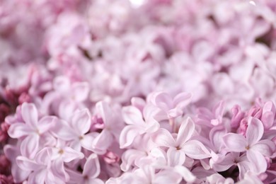 Photo of Many beautiful lilac flowers as background, closeup