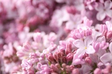 Photo of Many beautiful lilac flowers as background, closeup