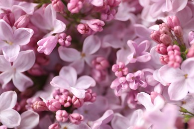 Photo of Many beautiful lilac flowers as background, closeup