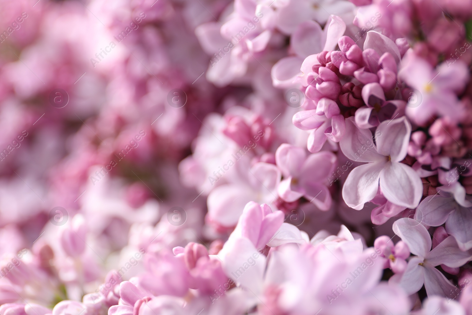 Many beautiful lilac flowers as background, closeup Photo of Many beautiful lilac flowers as background, closeup