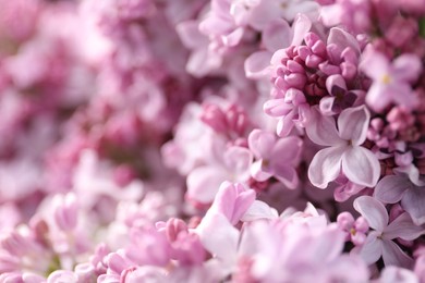 Photo of Many beautiful lilac flowers as background, closeup