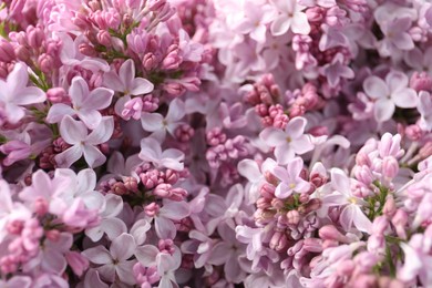 Photo of Many beautiful lilac flowers as background, closeup