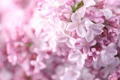 Photo of Many beautiful lilac flowers as background, closeup