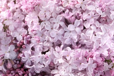 Photo of Many beautiful lilac flowers as background, above view