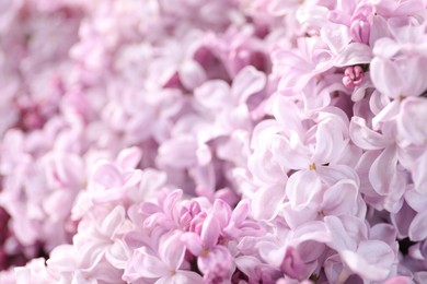 Photo of Many beautiful lilac flowers as background, closeup