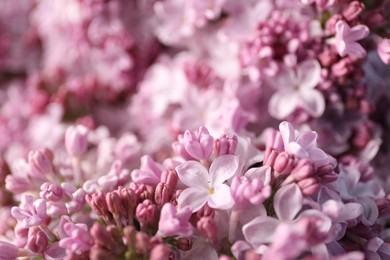 Photo of Many beautiful lilac flowers as background, closeup