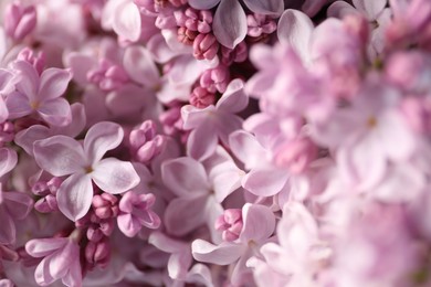 Photo of Many beautiful lilac flowers as background, closeup