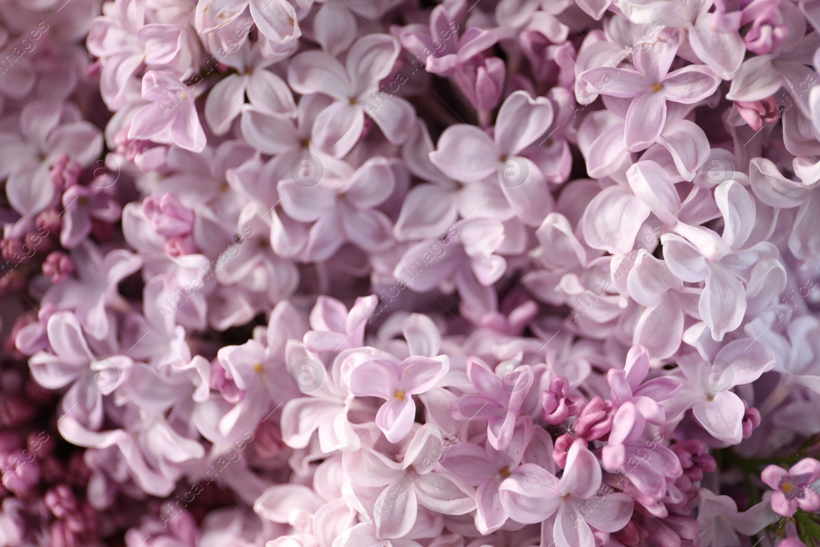 Many beautiful lilac flowers as background, closeup Photo of Many beautiful lilac flowers as background, closeup
