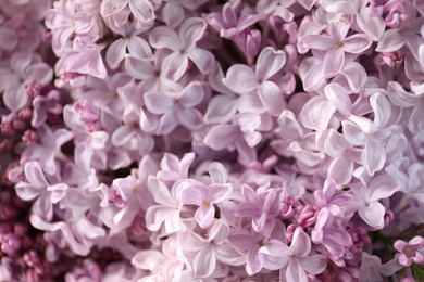 Photo of Many beautiful lilac flowers as background, closeup