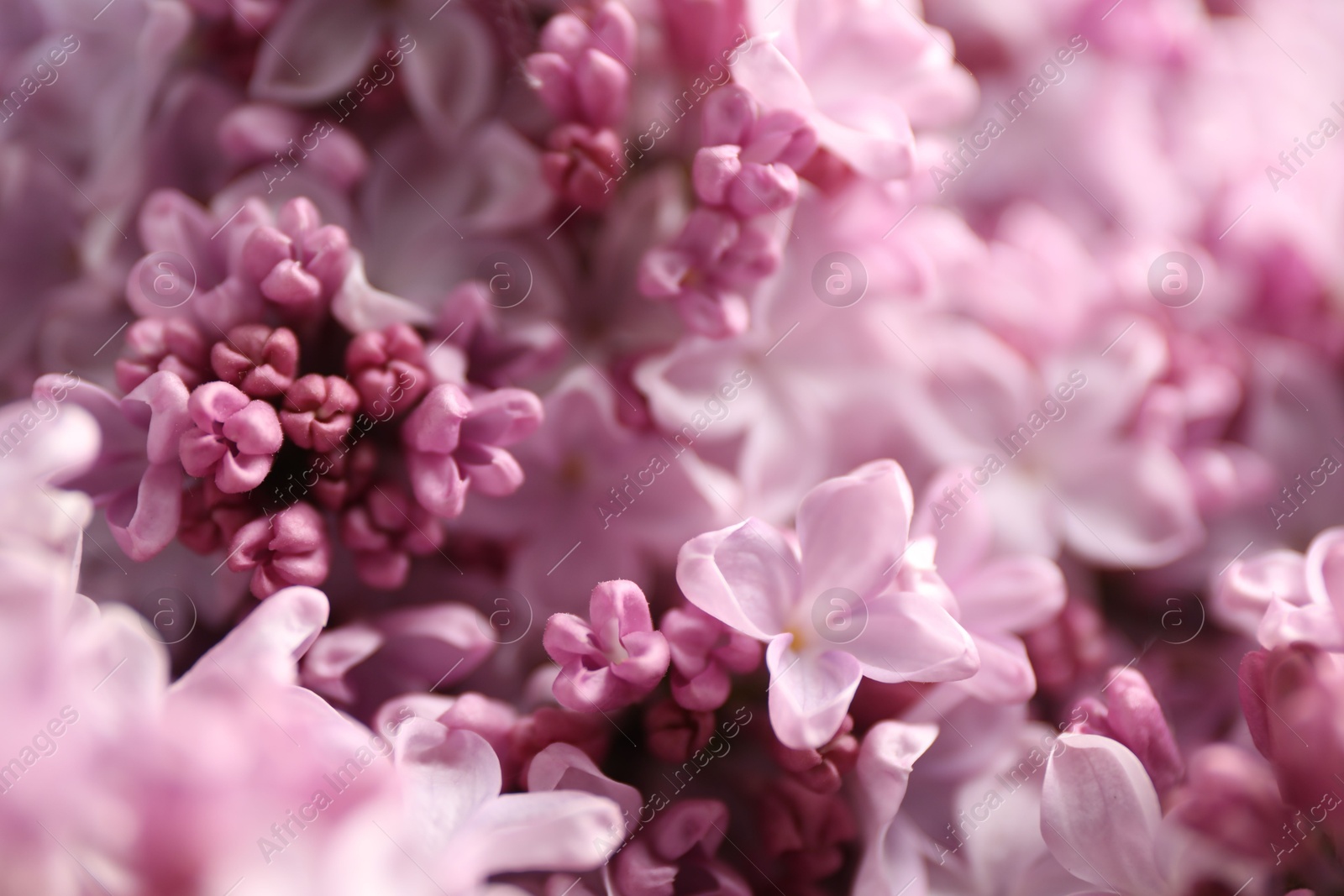 Many beautiful lilac flowers as background, closeup Photo of Many beautiful lilac flowers as background, closeup