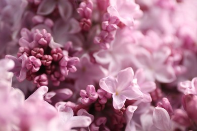 Photo of Many beautiful lilac flowers as background, closeup